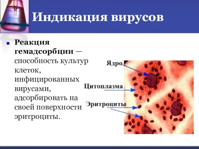 Индикация вирусов Реакция гемадсорбции — способность культур клеток, инфицированных вирусами, адсорбировать на своей поверхности эритроциты.