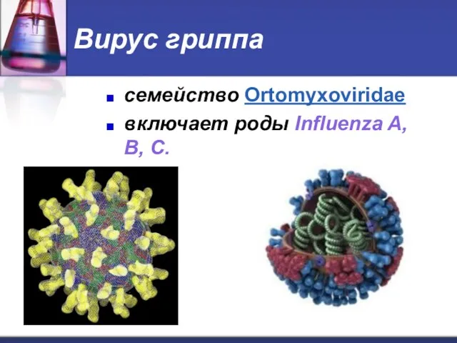 Вирус гриппа семейство Ortomyxoviridae включает роды Influenza A, B, С.