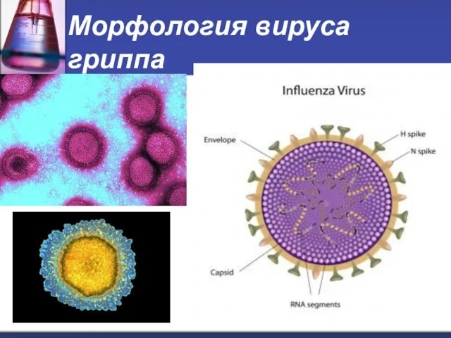 Морфология вируса гриппа