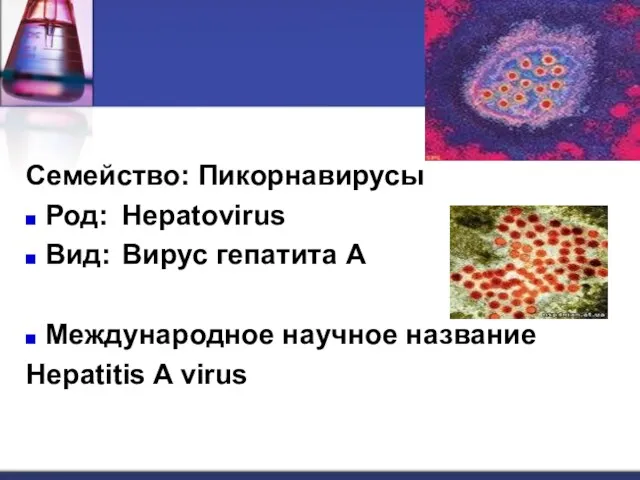 Семейство: Пикорнавирусы Род: Hepatovirus Вид: Вирус гепатита А Международное научное название Hepatitis A virus