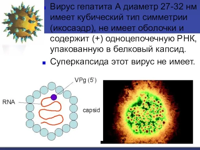 Вирус гепатита А диаметр 27-32 нм имеет кубический тип симметрии (икосаэдр), не имеет