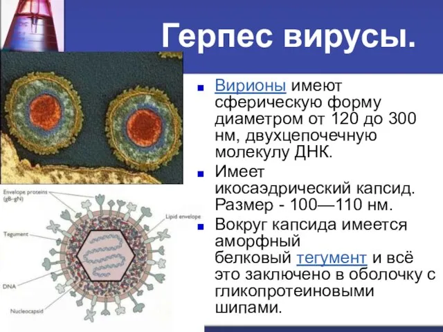 Герпес вирусы. Вирионы имеют сферическую форму диаметром от 120 до 300 нм, двухцепочечную