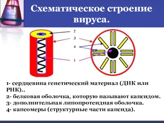 Схематическое строение вируса. 1- сердцевина генетический материал (ДНК или РНК).. 2- белковая оболочка,