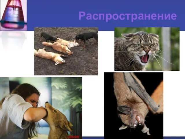 Распространение