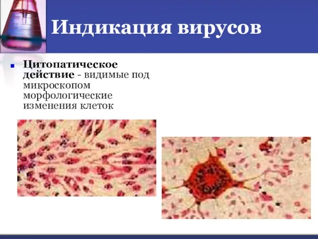 Индикация вирусов Цитопатическое действие - видимые под микроскопом морфологические изменения клеток
