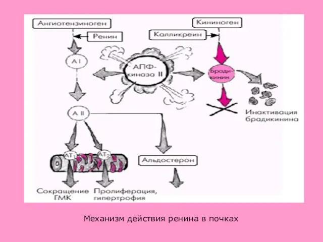 Механизм действия ренина в почках