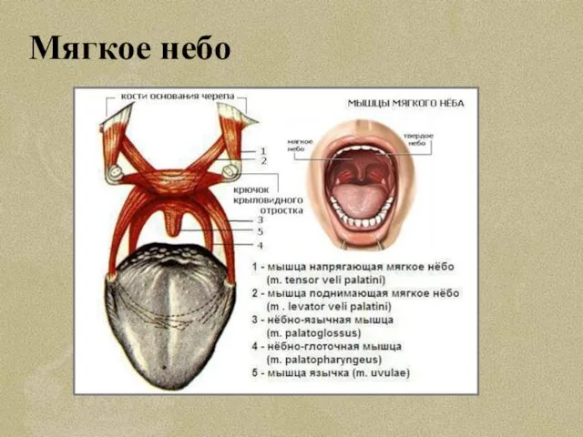 Мягкое небо