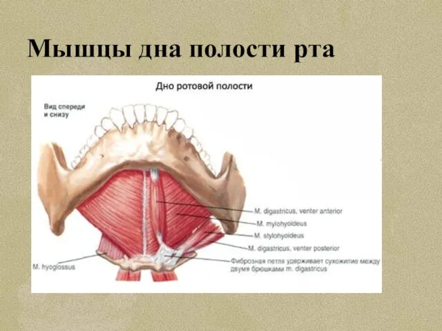 Мышцы дна полости рта