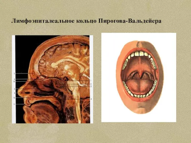 Лимфоэпиталеальное кольцо Пирогова-Вальдейера