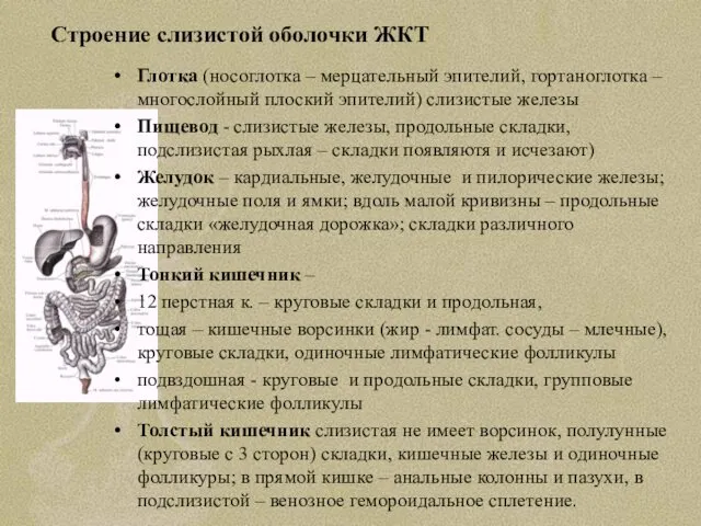 Строение слизистой оболочки ЖКТ Глотка (носоглотка – мерцательный эпителий, гортаноглотка