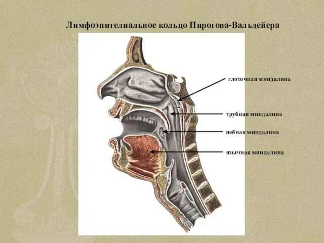 Лимфоэпителиальное кольцо Пирогова-Вальдейера глоточная миндалина трубная миндалина небная миндалина язычная миндалина