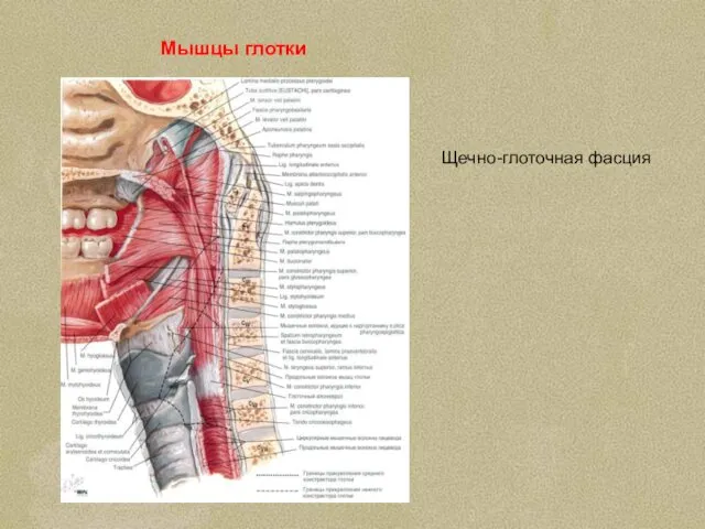 Мышцы глотки Щечно-глоточная фасция