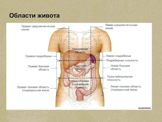 Области живота