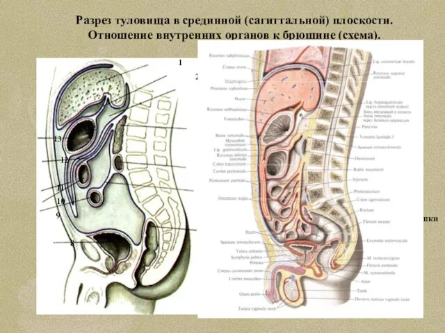 Разрез туловища в срединной (сагиттальной) плоскости. Отношение внутренних органов к