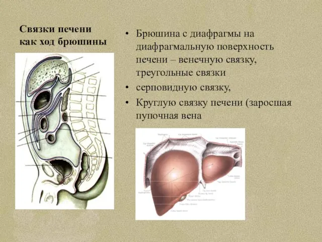 Связки печени как ход брюшины Брюшина с диафрагмы на диафрагмальную