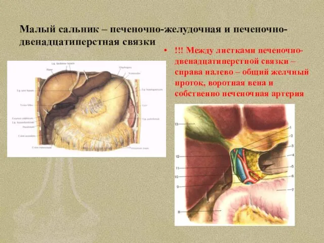 Малый сальник – печеночно-желудочная и печеночно-двенадцатиперстная связки !!! Между листками