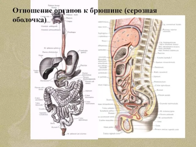 Отношение органов к брюшине (серозная оболочка)