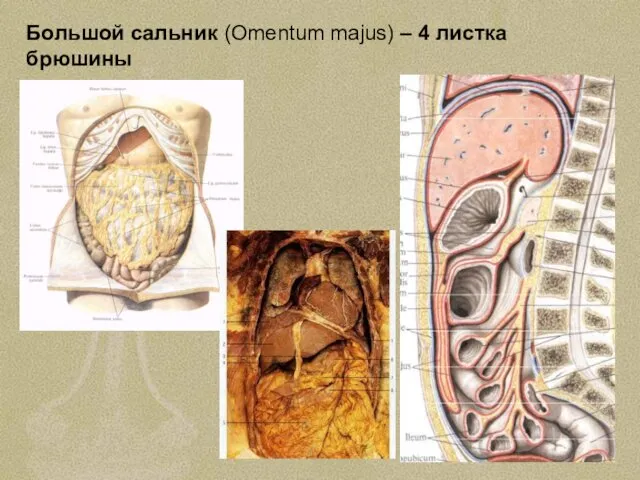 Большой сальник (Omentum majus) – 4 листка брюшины