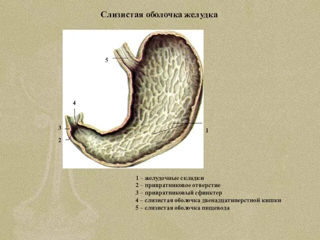 Слизистая оболочка желудка 1 – желудочные складки 2 – привратниковое