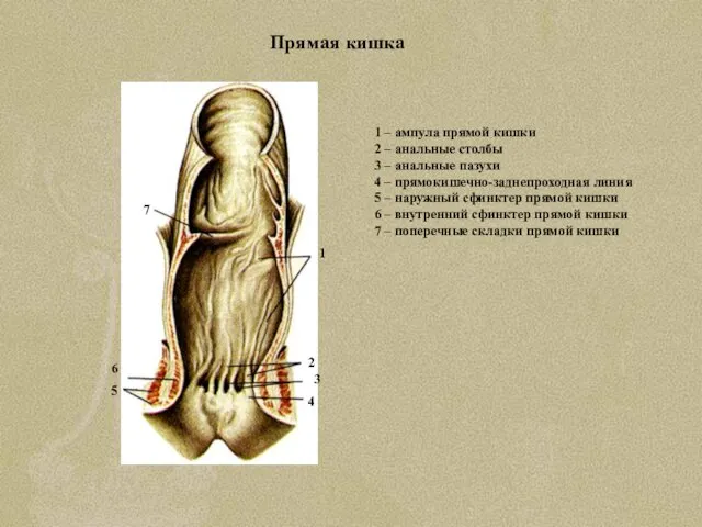 Прямая кишка 1 – ампула прямой кишки 2 – анальные