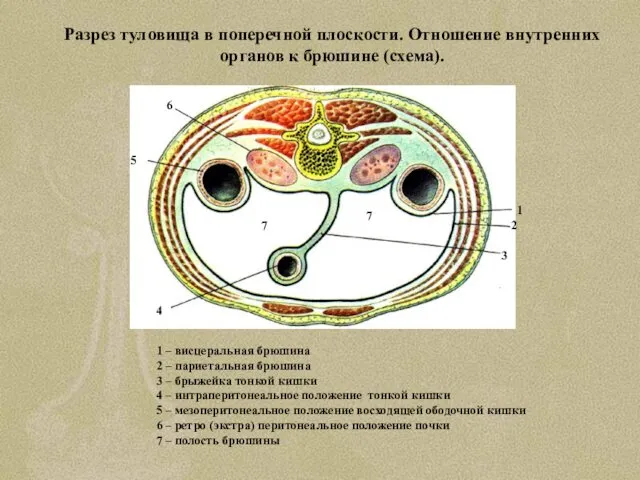 Разрез туловища в поперечной плоскости. Отношение внутренних органов к брюшине