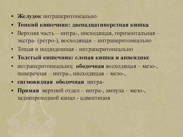 Желудок интраперитонеально Тонкий кишечник: двенадцатиперстная кишка Верхняя часть – интра-,