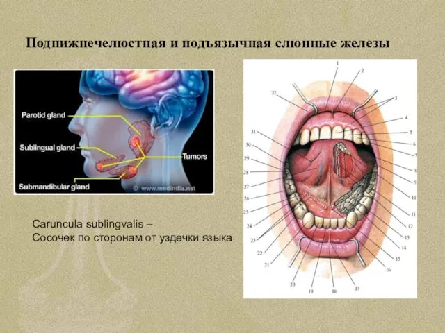 Поднижнечелюстная и подъязычная слюнные железы Caruncula sublingvalis – Сосочек по сторонам от уздечки языка