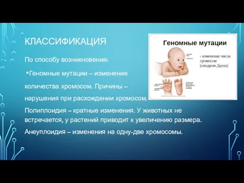 КЛАССИФИКАЦИЯ По способу возникновения: Геномные мутации – изменение количества хромосом.