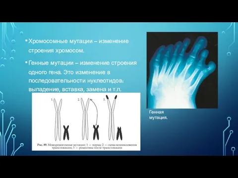 Хромосомные мутации – изменение строения хромосом. Генные мутации – изменение