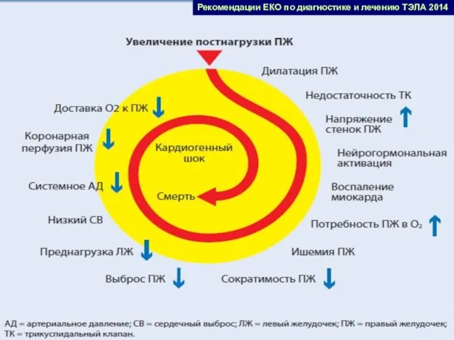 Рекомендации ЕКО по диагностике и лечению ТЭЛА 2014