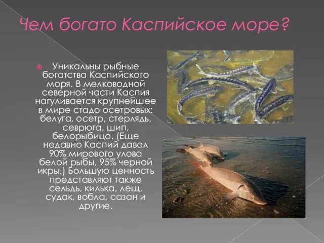 Чем богато Каспийское море? Уникальны рыбные богатства Каспийского моря. В