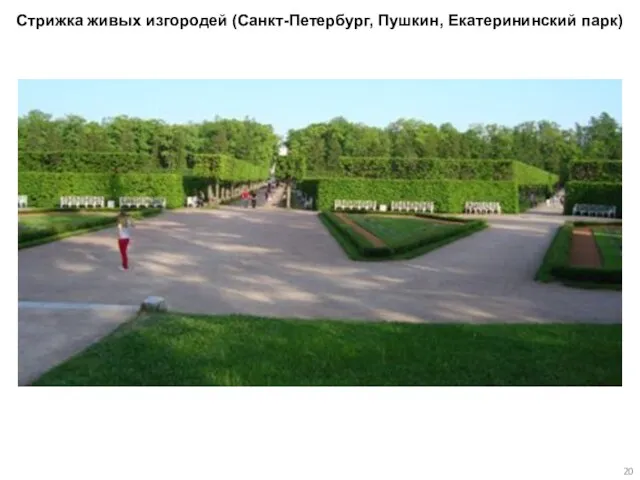 Стрижка живых изгородей (Санкт-Петербург, Пушкин, Екатерининский парк)