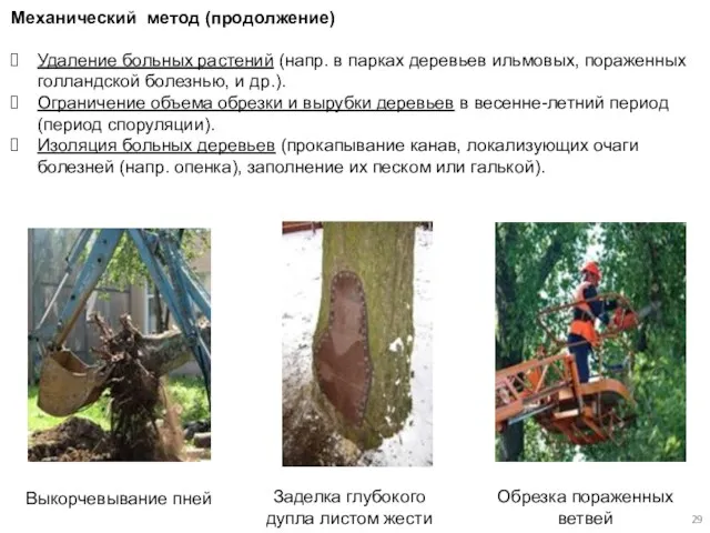 Механический метод (продолжение) Удаление больных растений (напр. в парках деревьев