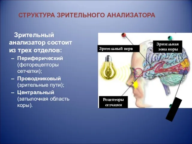 Зрительный анализатор состоит из трех отделов: Периферический (фоторецепторы сетчатки); Проводниковый (зрительные пути); Центральный