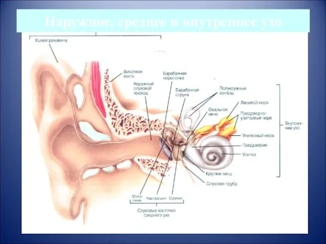 Наружное, среднее и внутреннее ухо