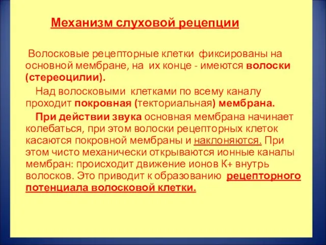 Механизм слуховой рецепции Волосковые рецепторные клетки фиксированы на основной мембране,