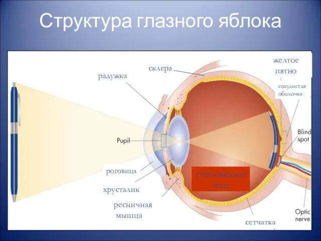 Структура глазного яблока