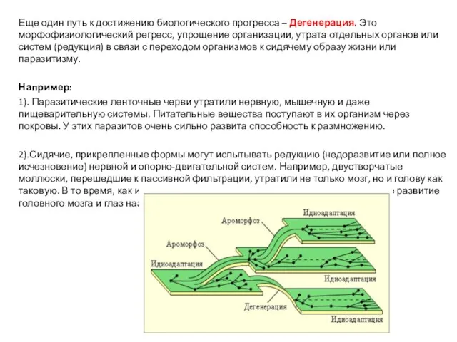 Еще один путь к достижению биологического прогресса – Дегенерация. Это