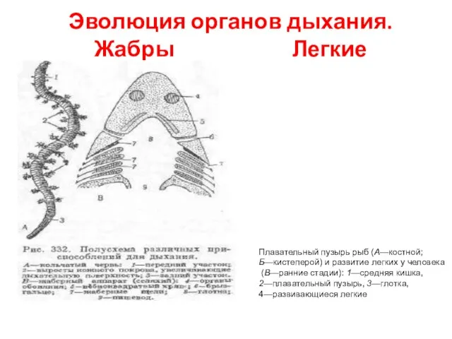 Эволюция органов дыхания. Жабры Легкие Плавательный пузырь рыб (А—костной; Б—кистеперой)