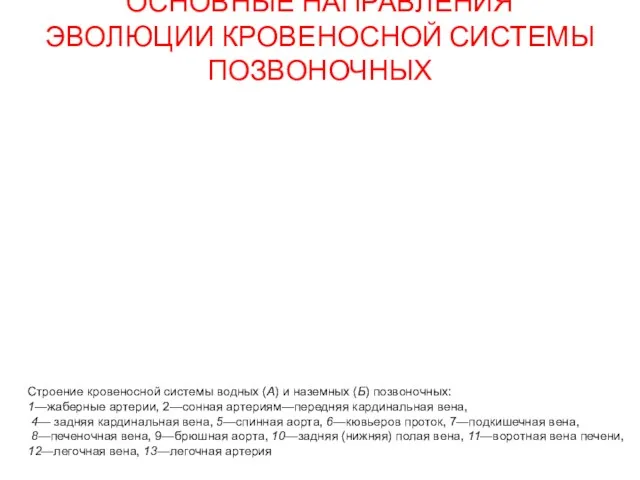 ОСНОВНЫЕ НАПРАВЛЕНИЯ ЭВОЛЮЦИИ КРОВЕНОСНОЙ СИСТЕМЫ ПОЗВОНОЧНЫХ Строение кровеносной системы водных