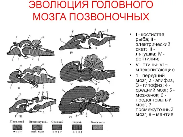 ЭВОЛЮЦИЯ ГОЛОВНОГО МОЗГА ПОЗВОНОЧНЫХ I - костистая рыба; II -