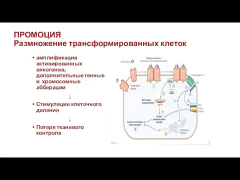 ПРОМОЦИЯ Размножение трансформированных клеток амплификация активированных онкогенов, дополнительные генные и