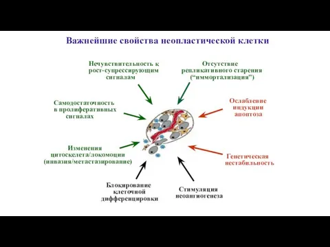 Нечувствительность к рост-супрессирующим сигналам Отсутствие репликативного старения (“иммортализация”) Стимуляция неоангиогенеза