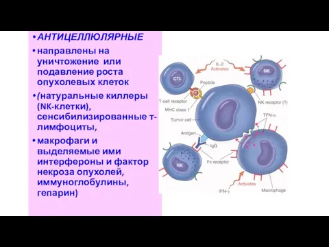 АНТИЦЕЛЛЮЛЯРНЫЕ направлены на уничтожение или подавление роста опухолевых клеток (натуральные