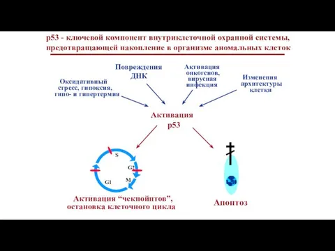 S G2 M G1 Активация р53 Повреждения ДНК Активация онкогенов,