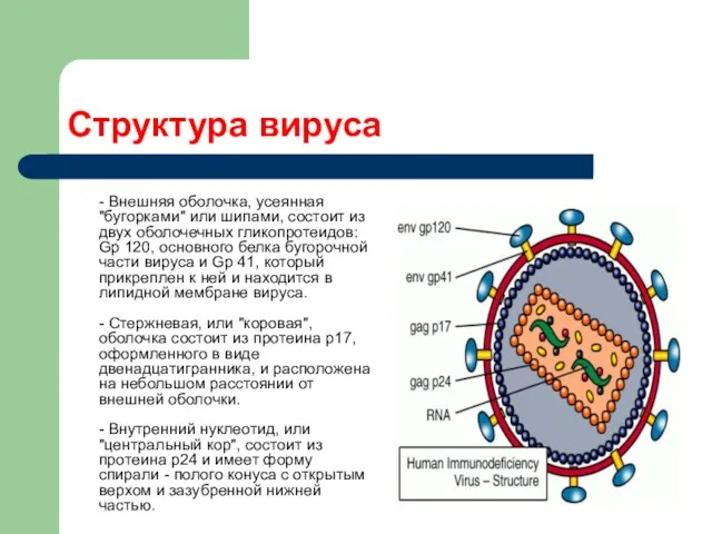 Структура вируса - Внешняя оболочка, усеянная "бугорками" или шипами, состоит из двух оболочечных