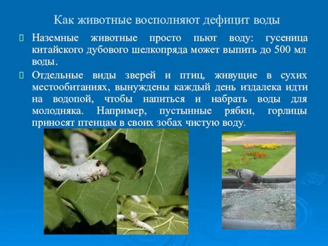 Как животные восполняют дефицит воды Наземные животные просто пьют воду: гусеница китайского дубового