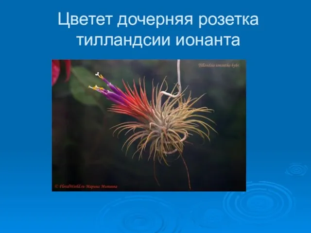 Цветет дочерняя розетка тилландсии ионанта