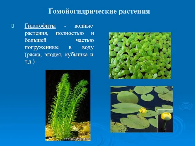 Гомойогидрические растения Гидатофиты - водные растения, полностью и большей частью погруженные в воду