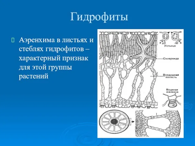 Гидрофиты Аэренхима в листьях и стеблях гидрофитов – характерный признак для этой группы растений